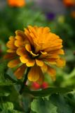 Mustard Zinnia - Street Garden Pit at Marumi Restaurant on LaGuardia Place