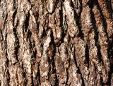 English Elm Bark