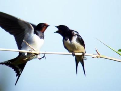 Barn Swallows arguing