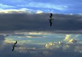  Gulls and clouds