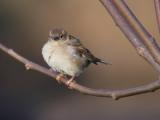 Sparrow