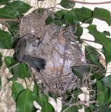 Sunbird mother feeding