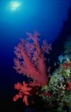 Pink Alcynarian soft corals