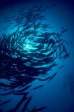 barracudas