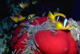  Clowns and Anemone