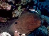  Moray Eel