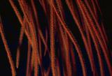  Gorgonia whip coral