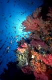 Soft coral wall