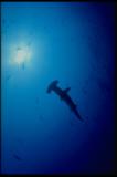 Hammerhead Shark