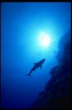  Reef shark