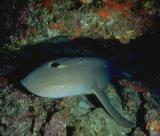 Nurse Shark