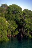 Aldabra Mangroves