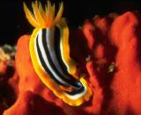 Nudibranch