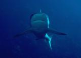 Grey reef shark