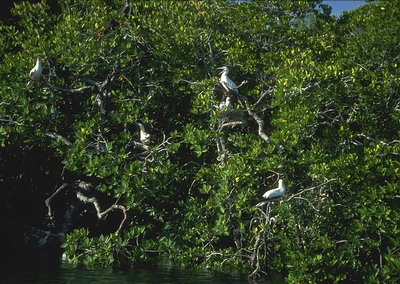  Boobies in mangroves