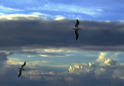  Gulls and clouds