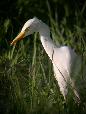 Cattle Egret