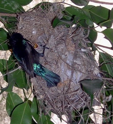 Sunbird male feeding