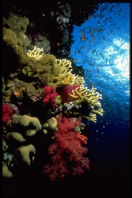  coral scape