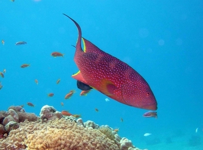 Lunar Tail Grouper