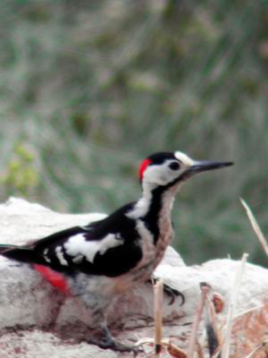  Syrian Woodpecker