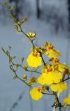 Oncidium-sp1.jpg