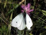 Cabbage White
