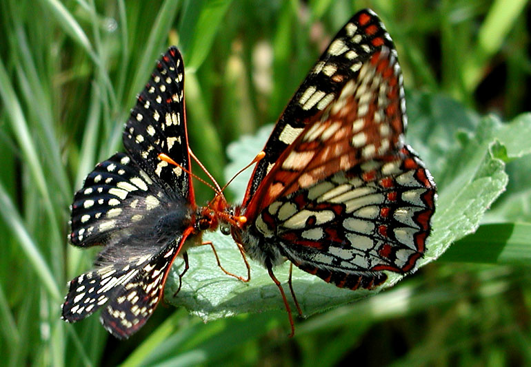 Mating Checkerspots