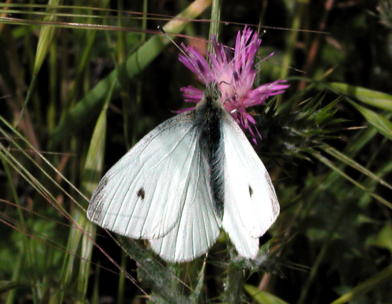 Cabbage White