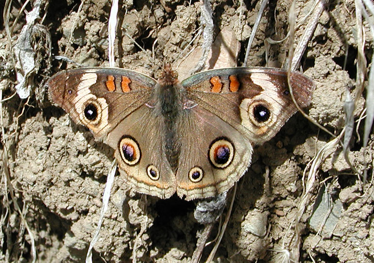 Buckeye