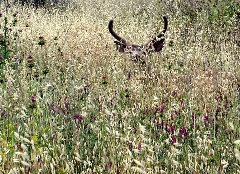 Deer in a tall grass