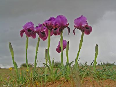 Iris mariae( )