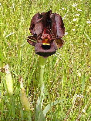 Iris atropurpurea ( )