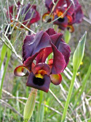 Iris atropurpurea ( )