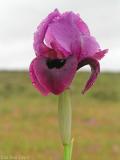 Iris mariae( )