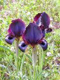 Iris atropurpurea ( )