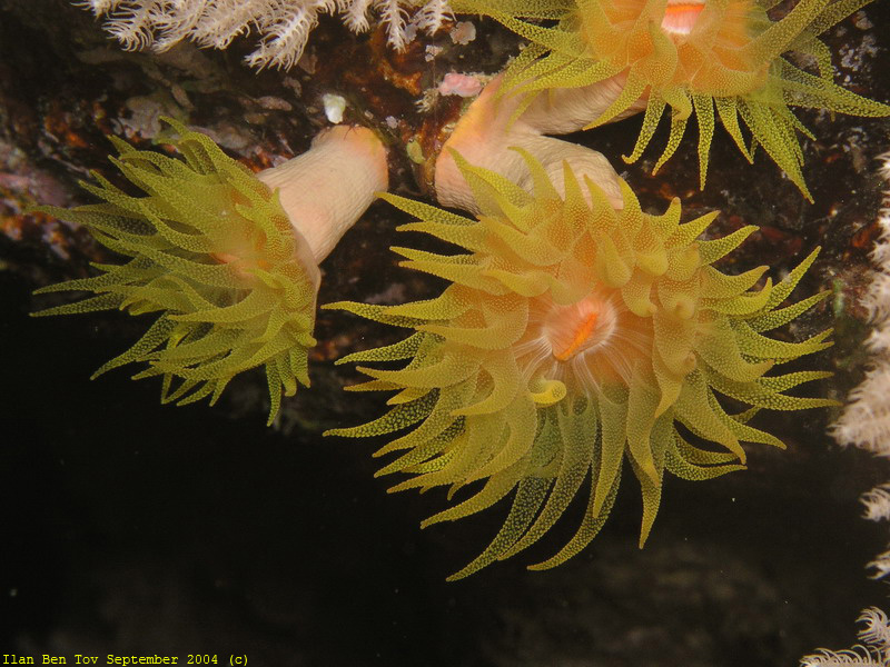 Corals