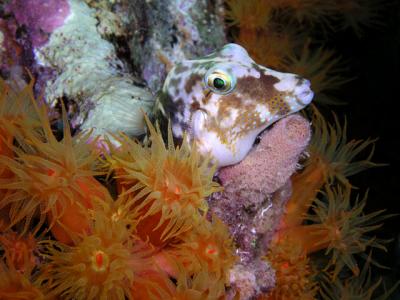 sharpnose puffer surrounded by orange cup coral