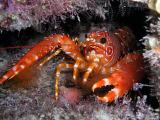 flaming reef lobster