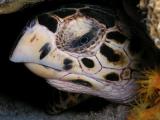 hawksbill turtle