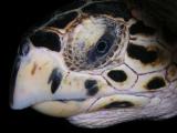 hawksbill