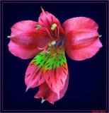 bloem