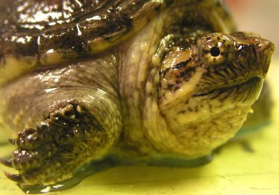 Macro - Turtle