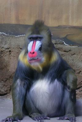 mandrill1.jpg