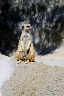 meerkat1.jpg