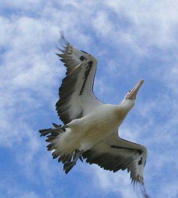 Flight.jpg