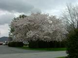 Dillard House Tree