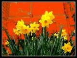 Urban Daffodils