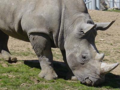 zoo visit - rhino.jpg
