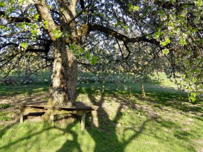 tree seat in the top garden